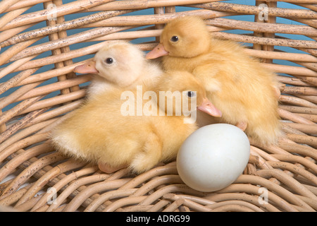 Frisch geschlüpfte Entenküken mit ein unhatched Ei Stockfoto