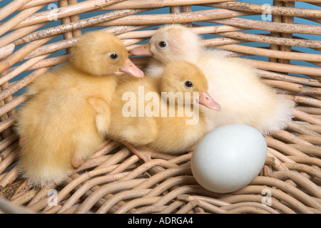 Frisch geschlüpfte Entenküken mit ein unhatched Ei Stockfoto