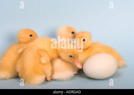 Frisch geschlüpfte Entenküken mit ein unhatched Ei Stockfoto