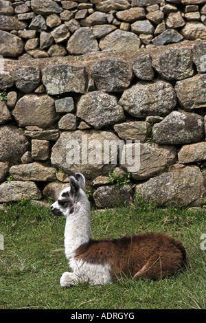 [Machu Picchu] Lama [Lama Glama], niedlichen Tier sitzen auf Rasen in Ruinen, Peru, Südamerika Stockfoto