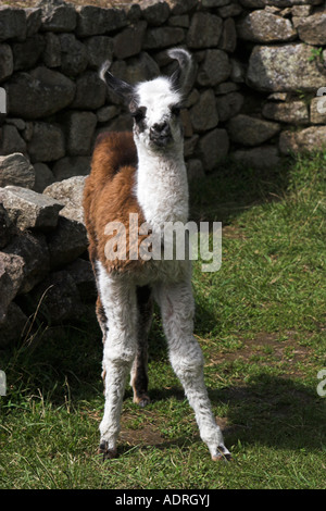 [Machu Picchu] Lama [Lama Glama], niedlichen Tier allein in Ruinen, Peru, Südamerika Stockfoto