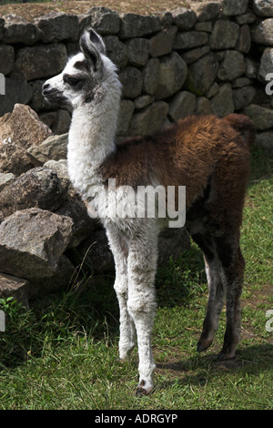 [Machu Picchu] Lama [Lama Glama], niedlichen Tier allein in Ruinen, Peru, Südamerika Stockfoto