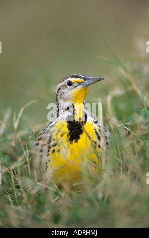 Östlichen Meadowlark Sturnella Magna Erwachsenen Starr County Rio Grande Valley Texas USA März 2002 Stockfoto