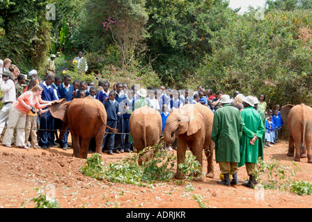 Eine Menge von Touristen und Schulkinder treffen verwaisten Baby-Elefanten Elefanten-Waisenhaus in der Nähe von Nairobi-Nationalpark Kenia Stockfoto