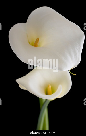 Zwei Calla Lillies Stockfoto