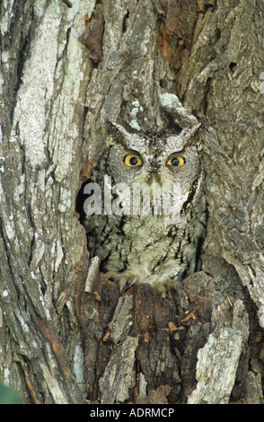 Ost-Kreischeule Megascops Asio Erwachsene in Loch Mesquite-Baum getarnt Willacy County Rio Grande Valley, Texas USA Stockfoto