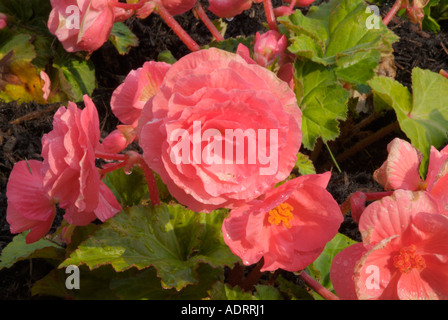 Non Stop Lachs Tuberöse Begonia Blumen in Prescott Park befindet sich in Portsmouth New Hampshire USA Stockfoto