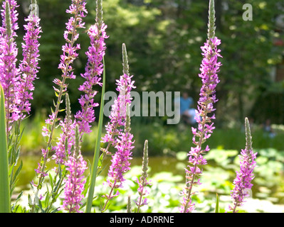 Ein verschwommenes paar im Hintergrund mit lila Blumen scharf an einem Teich im Vordergrund Stockfoto