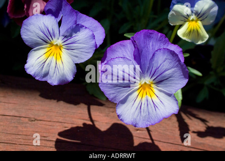 bunten violette Stiefmütterchen Stockfoto