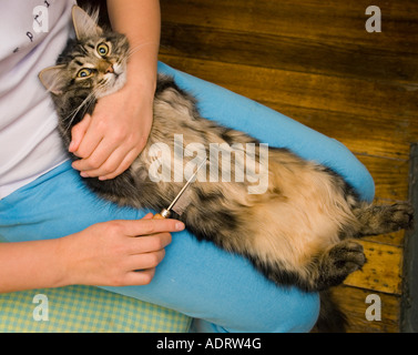 Pflege einer langhaarigen sibirischen Katze Stockfoto