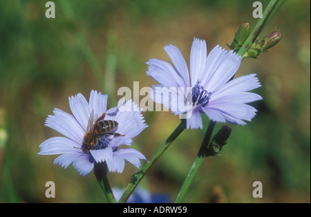 Chicorée-Blüten mit einer Biene bestäuben Stockfoto