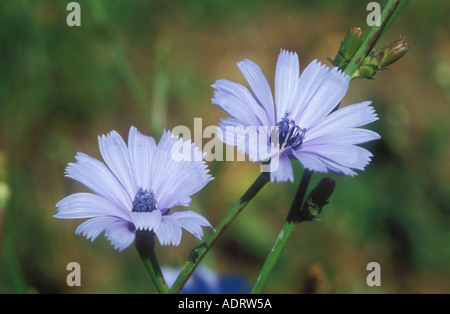 Chicorée Blumen zwei Präfekt Exemplare Stockfoto