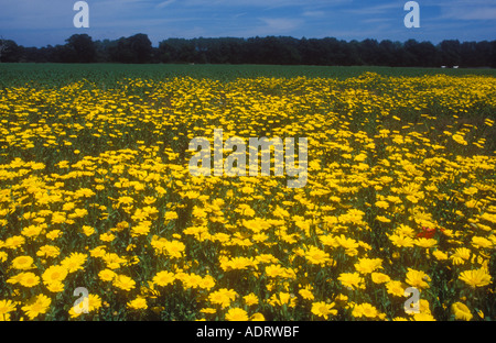 Mais Ringelblumen übernehmen ein Dorset-Feld Stockfoto