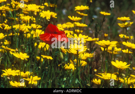 A single Poppy growing amongst Corn Marigolds Stockfoto