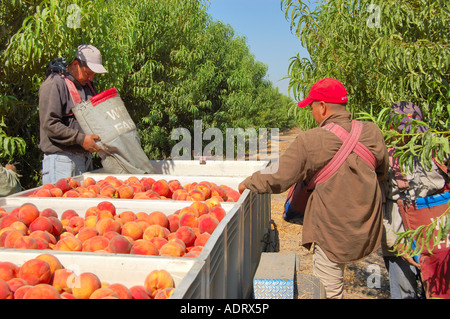 Bauernhof Arbeiter Ernte Pfirsiche Prunus Persica in einem Pfirsich-Obstgarten nahe Reedley Kalifornien Stockfoto