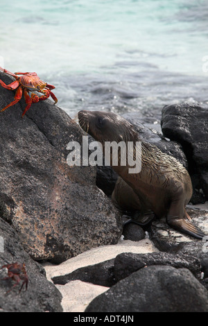 Die Galapagos-Inseln Stockfoto