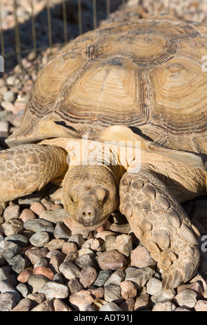 Afrikaner trieb Schildkröte hautnah auf Schotter Stockfoto