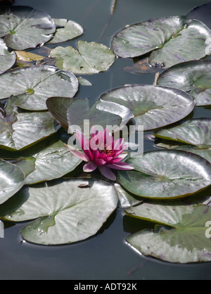 Seerose Stockfoto