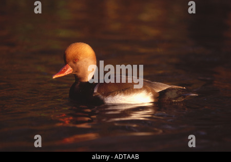 Rot Crested Tafelenten Netta rufina Stockfoto