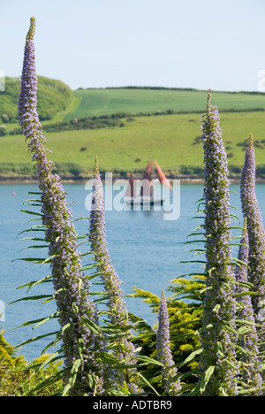 Echium blüht in der Archivlandschaft sehen Sie das Segelboot River Percuil fließt in Richtung FAL Mündung, von St Mawes Castle aus gesehen Cornwall England Großbritannien Stockfoto