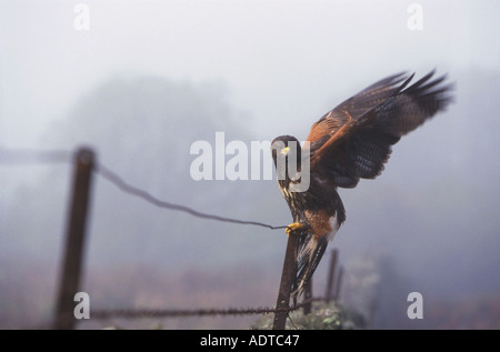 Harris Hawk Parabuteo Unicinctus Landung auf Drahtzaun Stockfoto