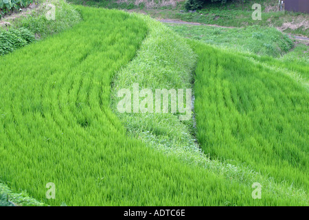 Terrassierte Reisfelder mit üppigen grünen Reis reif für die Ernte in Asuka Nara ländlichen Japan Asien Stockfoto