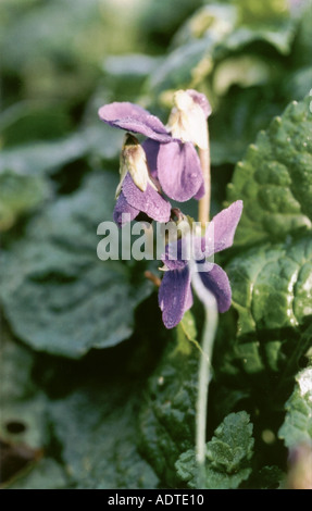 Kornische Veilchen im Oktober Stockfoto