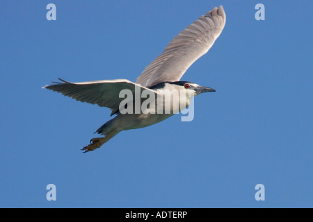 Schwarz gekrönt Nachtreiher Nycticorax Nycticorax Tucson Arizona USA 25 März Erwachsene im Flug Ardeidae Stockfoto