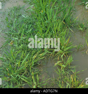 Jungen Weizenpflanzen im Wasser stehend, nach schweren Frühling Regen Stockfoto