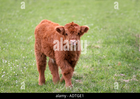 Hochland Kalb auf der Weide grasen und Fütterung auf Ackerland trennen von Kuh allein einzelne getrennt und unbeaufsichtigt im Feld-Hof Stockfoto