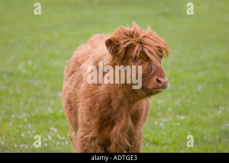 Hochland Kalb auf der Weide Aberdeenshire-Schottland Stockfoto