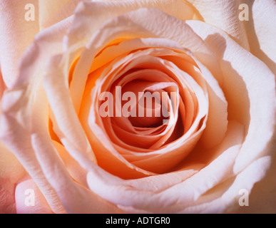 Pink Rose Nahaufnahme Vollformat Blumenhintergrund. Eine einzelne rosafarbene, offene Blume mit weichem Fokus Stockfoto