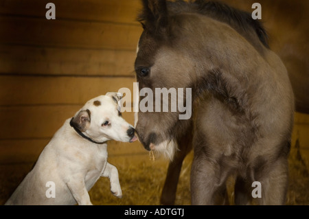 Jack Russel Terrier Hund pflegt Gypsy Vanner Pferdefohlen im stall Stockfoto