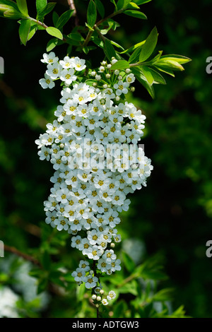 Leptospermum weißen Cluster kleiner Blütenrispe auf immergrünen Laub Botanik Nahaufnahme Landschaft szenisch ikonischen Stockfoto