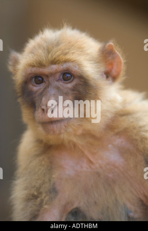 Berberaffe (Macaca Sylvanus) aka Gibraltar ape Stockfoto