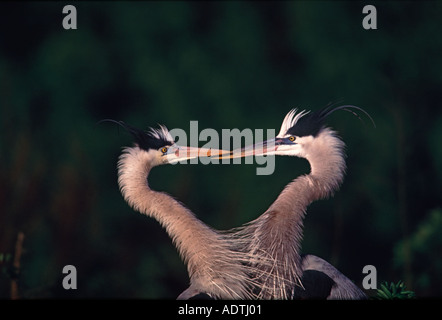 Zwei große blaue Reiher (Ardea Herodias) in einem Paarungsritual Stockfoto