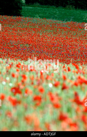 Mohnblumen im Weizenfeld bei Pim Hill Bio-Bauernhof, Harmer Hill, Shrewsbury, Shropshire Stockfoto