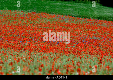 Mohnblumen im Weizenfeld bei Pim Hill Bio-Bauernhof, Harmer Hill, Shrewsbury, Shropshire Stockfoto