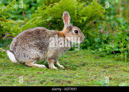 Skokholm Kaninchen Oryctolagus Cuniculus sitzen auf Rasen Skokholm Warnung Stockfoto