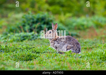 Skokholm Kaninchen Oryctolagus Cuniculus sitzen auf Rasen Skokholm Warnung Stockfoto