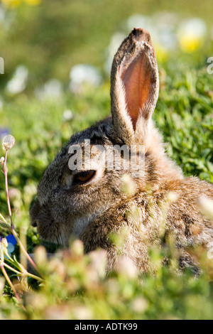 Skokholm Kaninchen Oryctolagus Cuniculus Nahaufnahme Schuss oh Kopf mit Ohren sucht nette skokholm Stockfoto