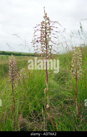 Eidechse Orchideen Himantoglossum Hircinum Weitwinkeleinstellung Blume Spitzen mit Himmel im Hintergrund Devels Deich cambridgeshire Stockfoto