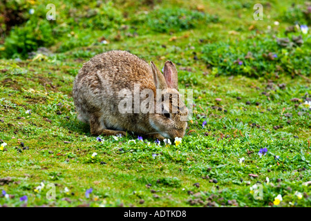 Skokham Kaninchen Oryctolagus Cuniculus Fütterung auf Rasen skokholm Stockfoto