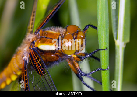 Schuss von einem frisch geschlüpften breiten Bodied Chaser Libelle Libellula Depressa hautnah Stockfoto