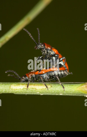Spargel-Käfer Paarung auf ein Spargel-Stamm Stockfoto