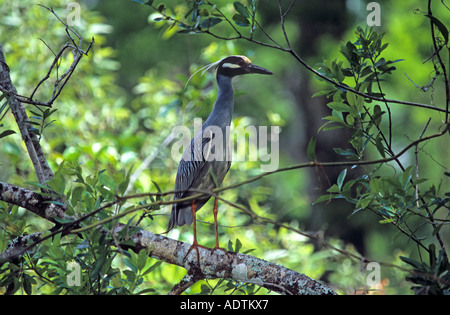 Gelbe gekrönte Nachtreiher im Wald Corkscrew Swamp FL Stockfoto