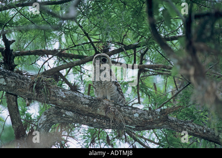 Juvenile verjährt Eule Corkscrew Swamp FL Stockfoto