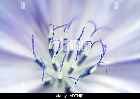 Blasse blaue Blume Stockfoto