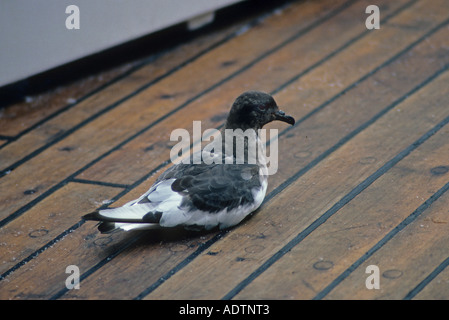 Antarctic Petrel Thalassoica Antarctica Landed auf Schiff im Sturm Stockfoto