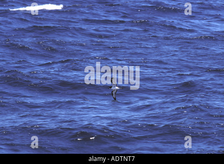 Hawaii oder Dark Psephotus Petrel, Pterodroma Phaeopygia Galapagos Stockfoto